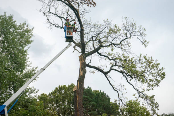 Trusted Lyman, SC Tree Care Experts
