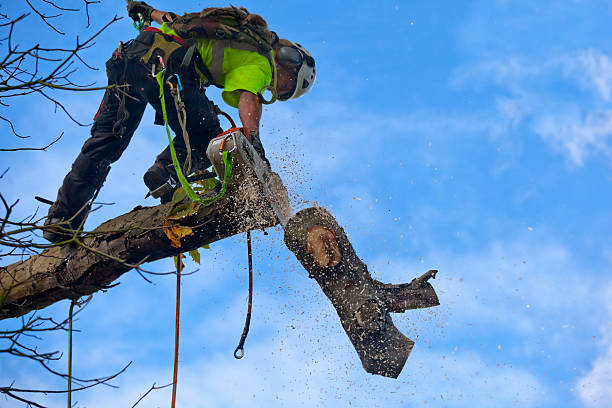 How Our Tree Care Process Works  in  Lyman, SC